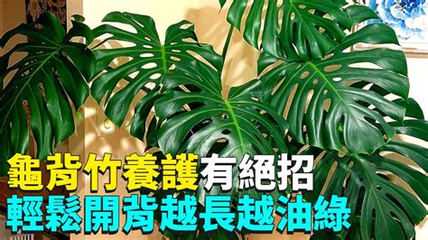 龜背葉照顧|【龜背竹怎麼養？給新手的基礎照護指南】